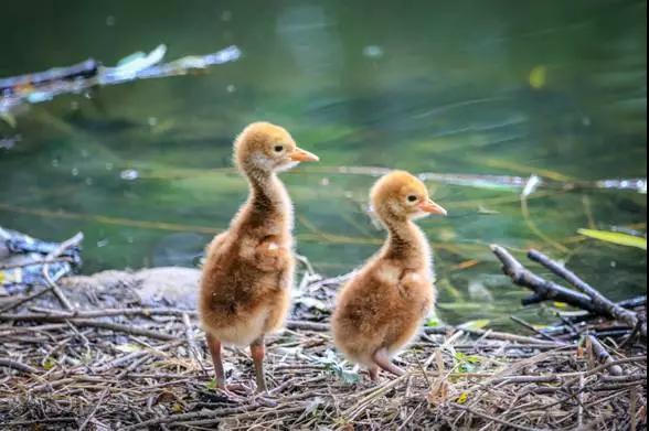 野生1..jpg 野生1..jpg