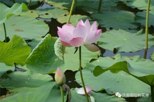 父親節3..jpg 父親節3..jpg