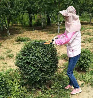 百合1.png 百合1.png