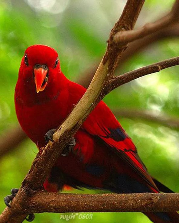 aHR0cHM6Ly9tbWJpei5xbG9nby5jbi9tbWJpel9qcGcvOGljb0tpYlFvaGUyU3U5RHNRSlJWR1RMb2xCSlR3cDN5OVphYk80UnBnZVdNdmRpY0paUVZ1U09ZNGtPUHNQZGVpY2xyb0NyY0haU1BaaWI2c05LdEVPTW91Zy82NDA=.jpeg aHR0cHM6Ly9tbWJpei5xbG9nby5jbi9tbWJpel9qcGcvOGljb0tpYlFvaGUyU3U5RHNRSlJWR1RMb2xCSlR3cDN5OVphYk80UnBnZVdNdmRpY0paUVZ1U09ZNGtPUHNQZGVpY2xyb0NyY0haU1BaaWI2c05LdEVPTW91Zy82NDA=.jpeg