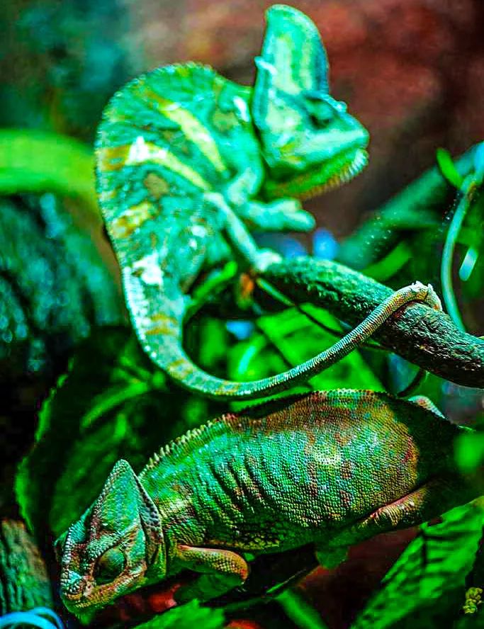 aHR0cHM6Ly9tbWJpei5xbG9nby5jbi9tbWJpel9qcGcvOGljb0tpYlFvaGUyU3U5RHNRSlJWR1RMb2xCSlR3cDN5OXRPR2d6OHBxempSODJHdXJVVlJiZ3ROYXJZbVpJUUJDbGh6QzhpY3p4dTI5WXZjMG1MdndNd0EvNjQw.jpeg aHR0cHM6Ly9tbWJpei5xbG9nby5jbi9tbWJpel9qcGcvOGljb0tpYlFvaGUyU3U5RHNRSlJWR1RMb2xCSlR3cDN5OXRPR2d6OHBxempSODJHdXJVVlJiZ3ROYXJZbVpJUUJDbGh6QzhpY3p4dTI5WXZjMG1MdndNd0EvNjQw.jpeg